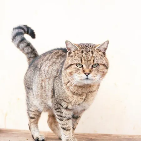 Statek Adamek Borotice