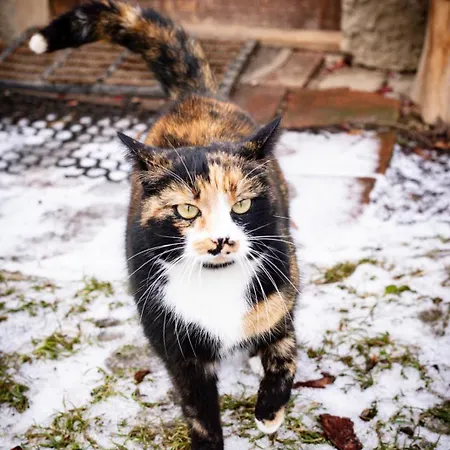 Daire Statek Adamek *