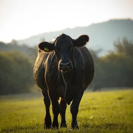 Statek Adamek Daire Borotice