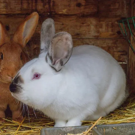 Daire Statek Adamek Borotice