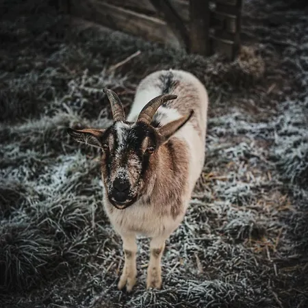 דירה Statek Adamek *