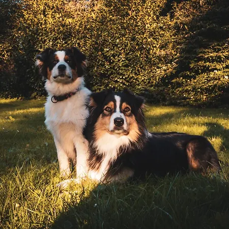 Statek Adamek Daire Borotice