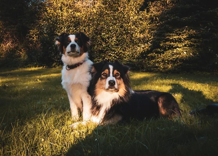 Statek Adamek Апартаменты Borotice